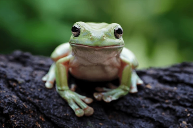 Dünya Maymunlar Günü: Doğanın Sessiz Koruyucularını Korumak İçin Bir Çağrı